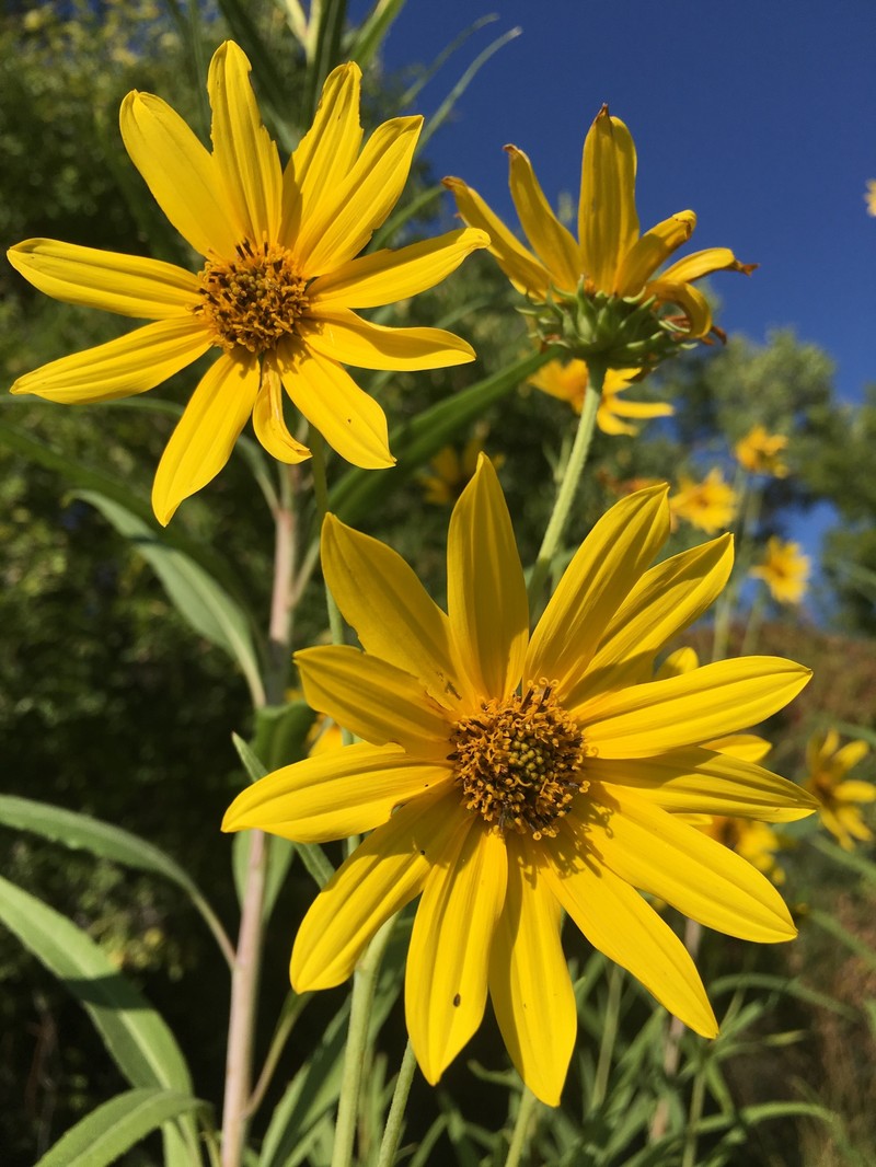 Helianthus nuttallii subsp. nuttallii photo 7