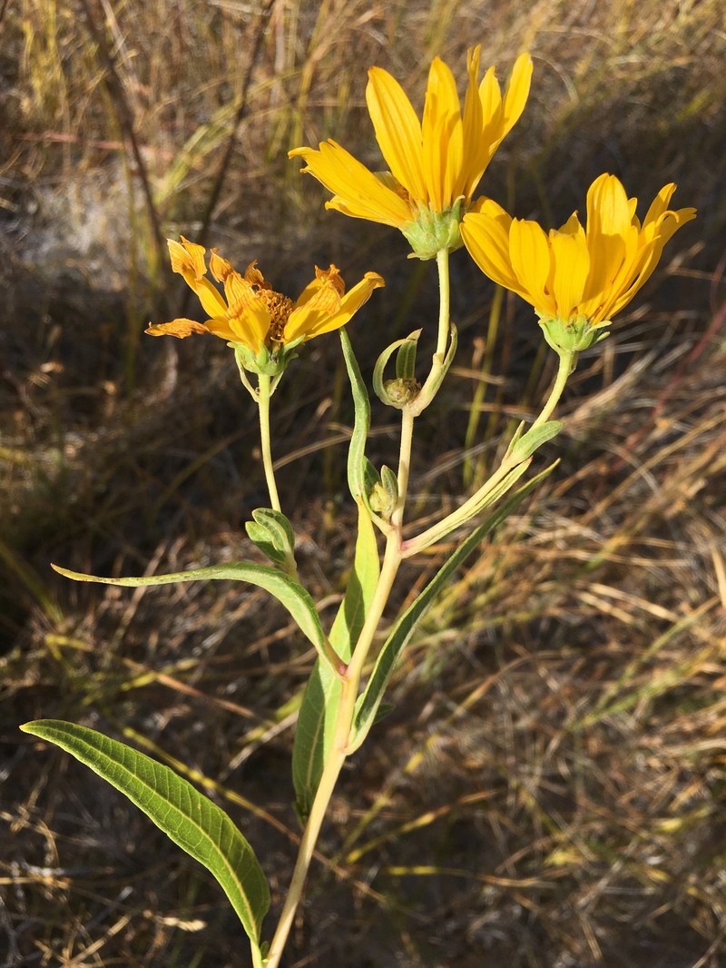Helianthus nuttallii subsp. nuttallii photo 8