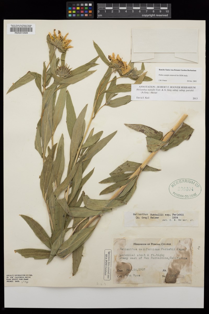 Helianthus nuttallii subsp. parishii