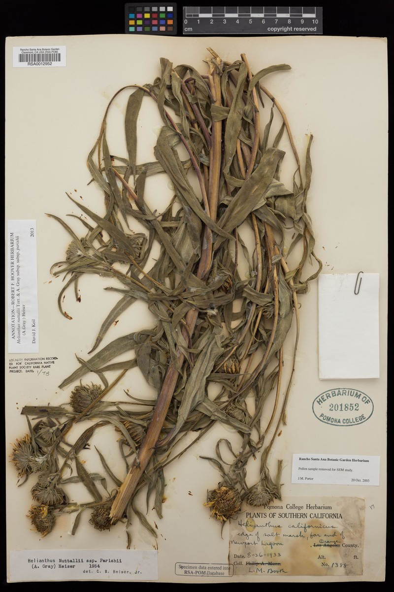 Helianthus nuttallii subsp. parishii photo 2