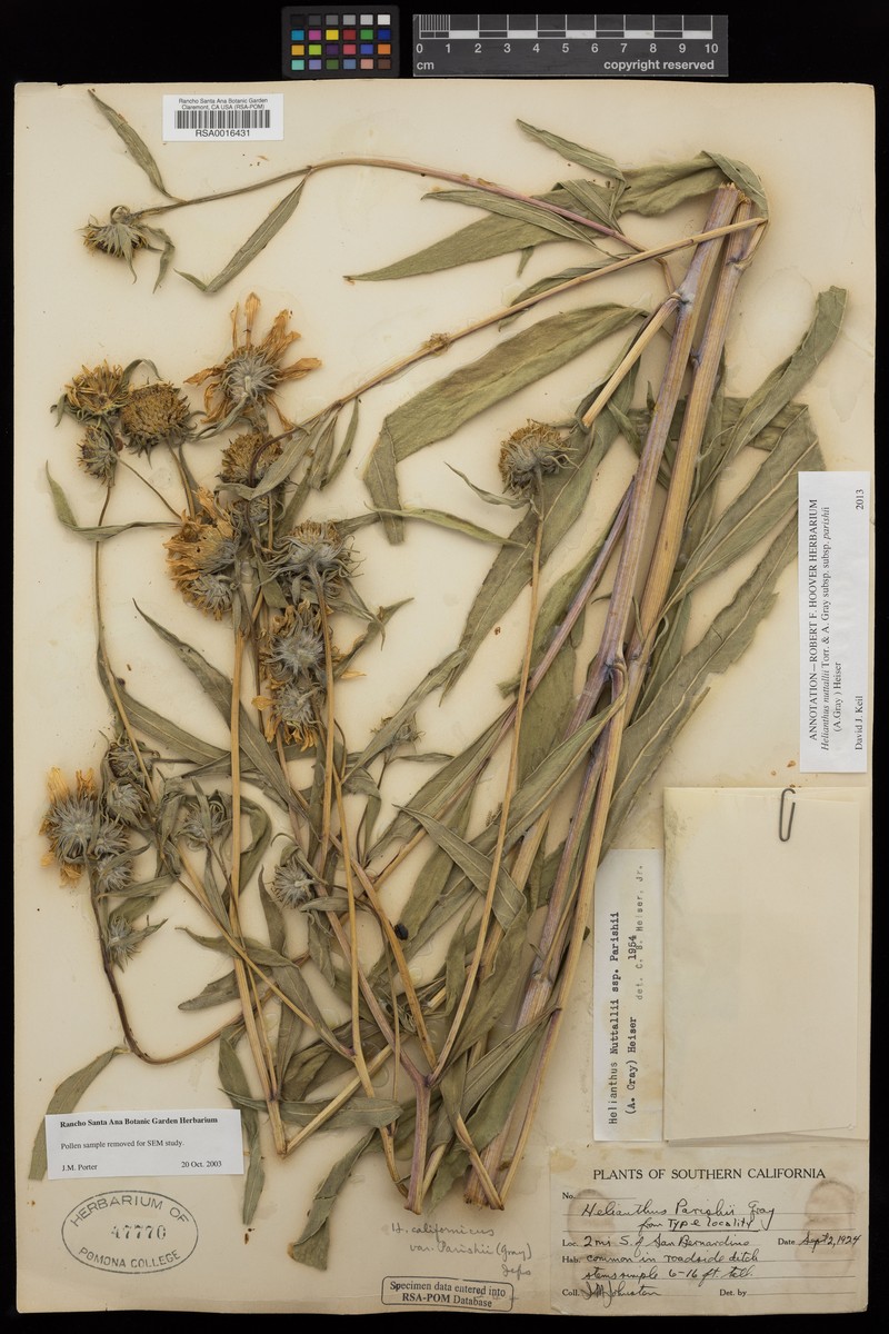 Helianthus nuttallii subsp. parishii photo 3