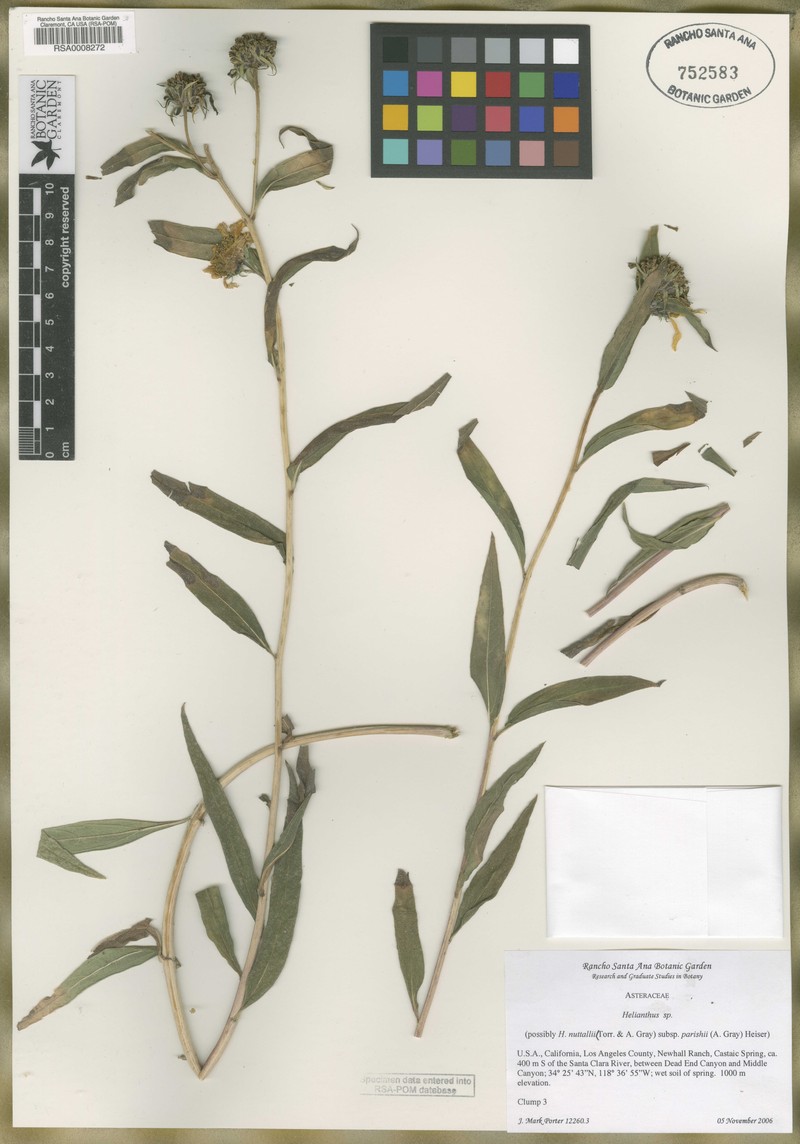 Helianthus nuttallii subsp. parishii photo 5