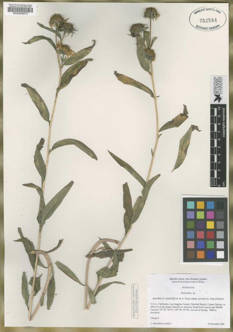 Helianthus nuttallii subsp. parishii photo 7
