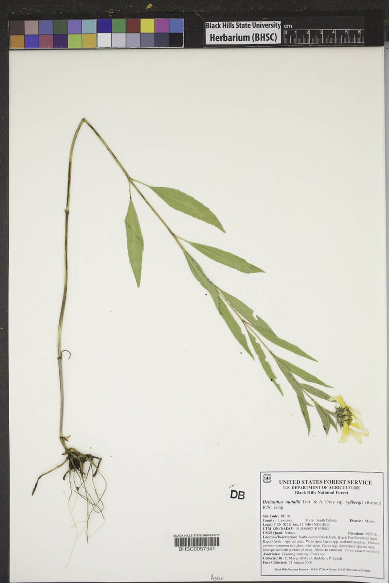 Helianthus nuttallii subsp. rydbergii photo 4