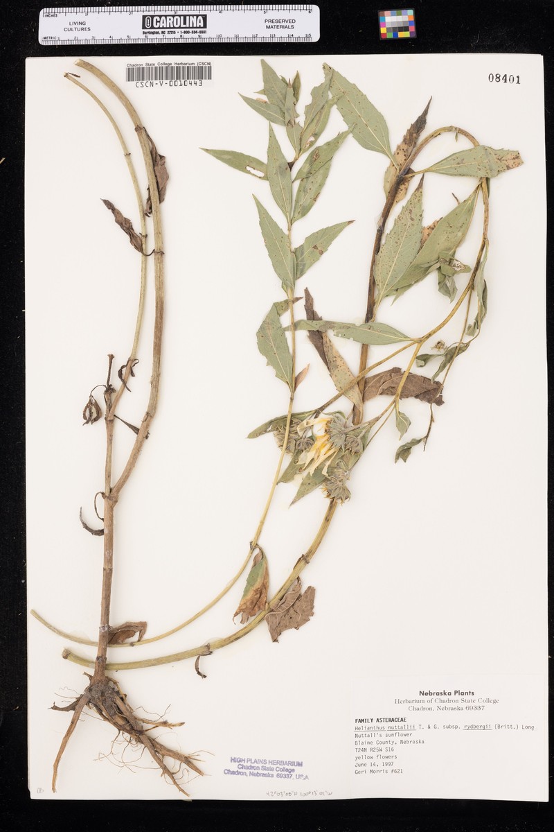 Helianthus nuttallii subsp. rydbergii photo 5