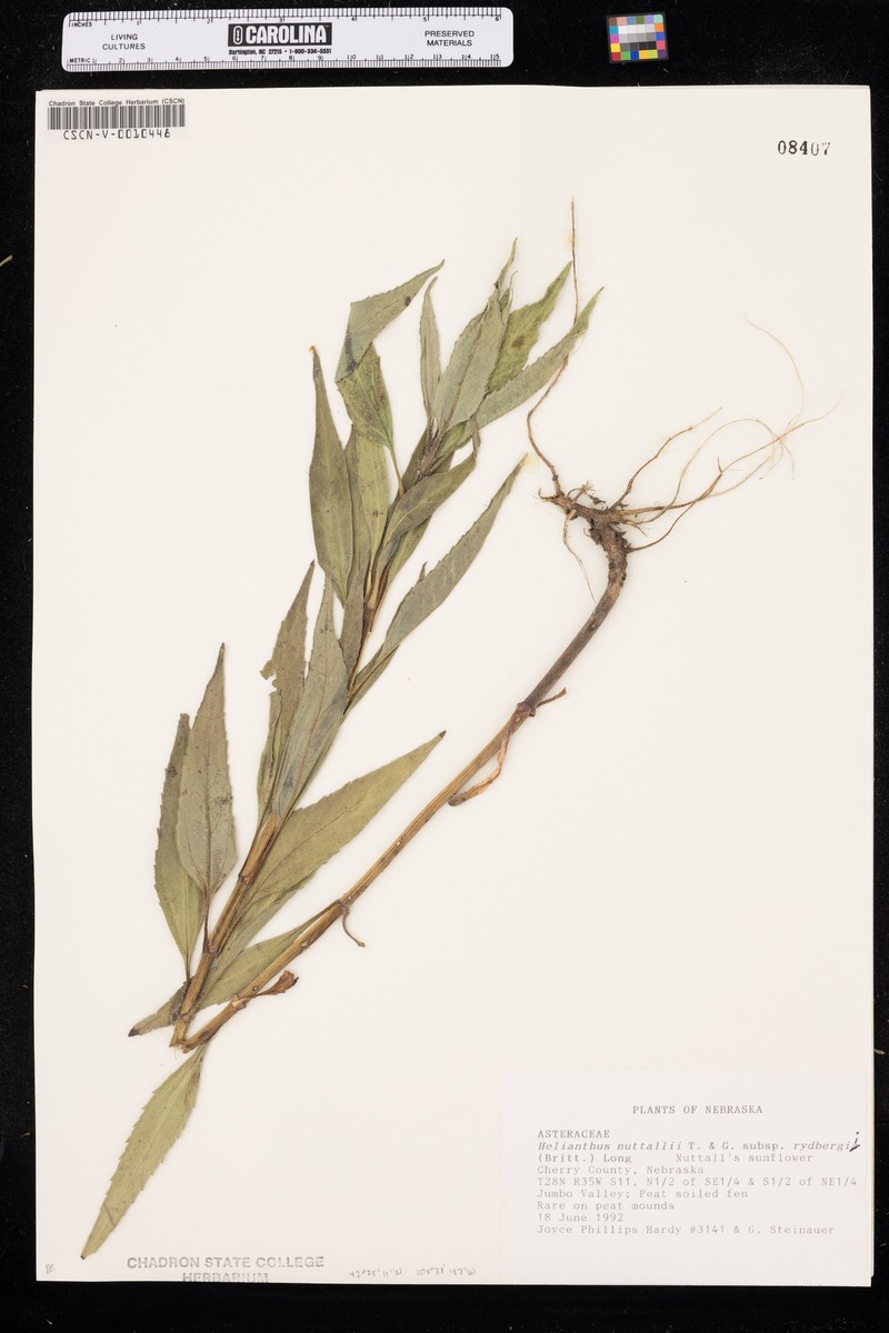 Helianthus nuttallii subsp. rydbergii photo 6