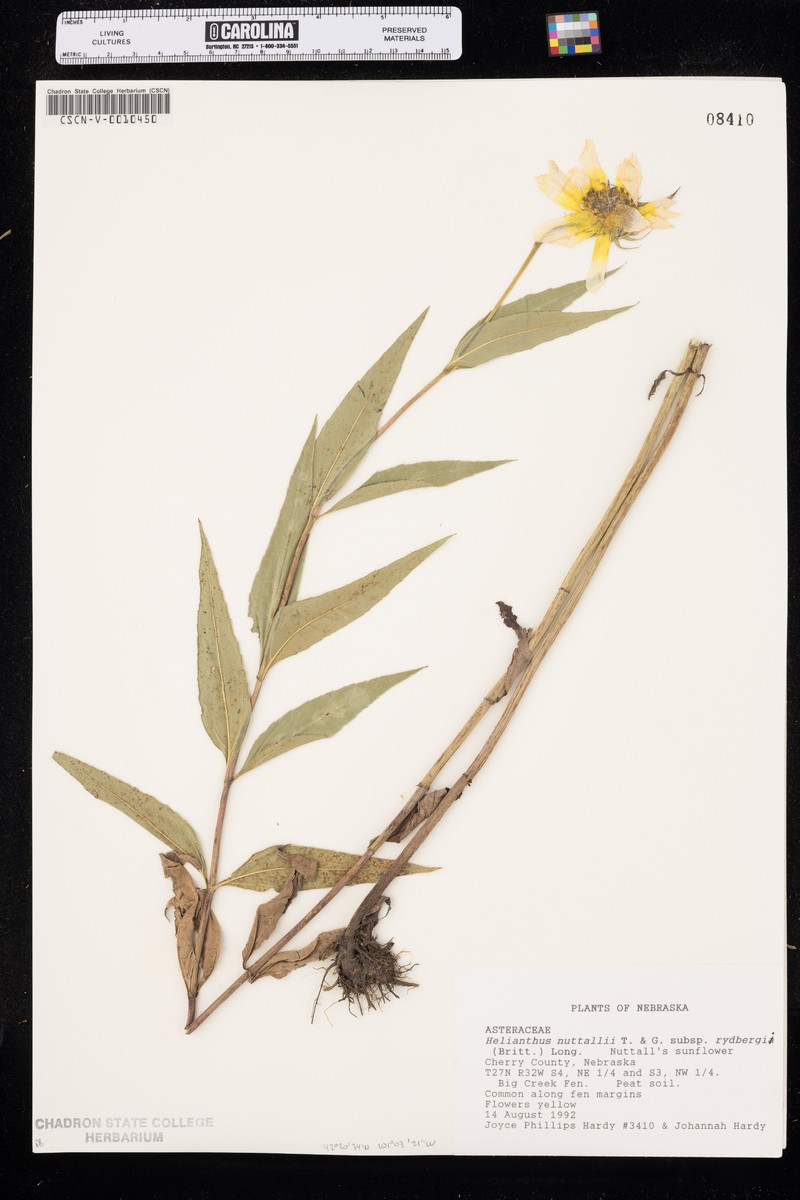 Helianthus nuttallii subsp. rydbergii photo 7
