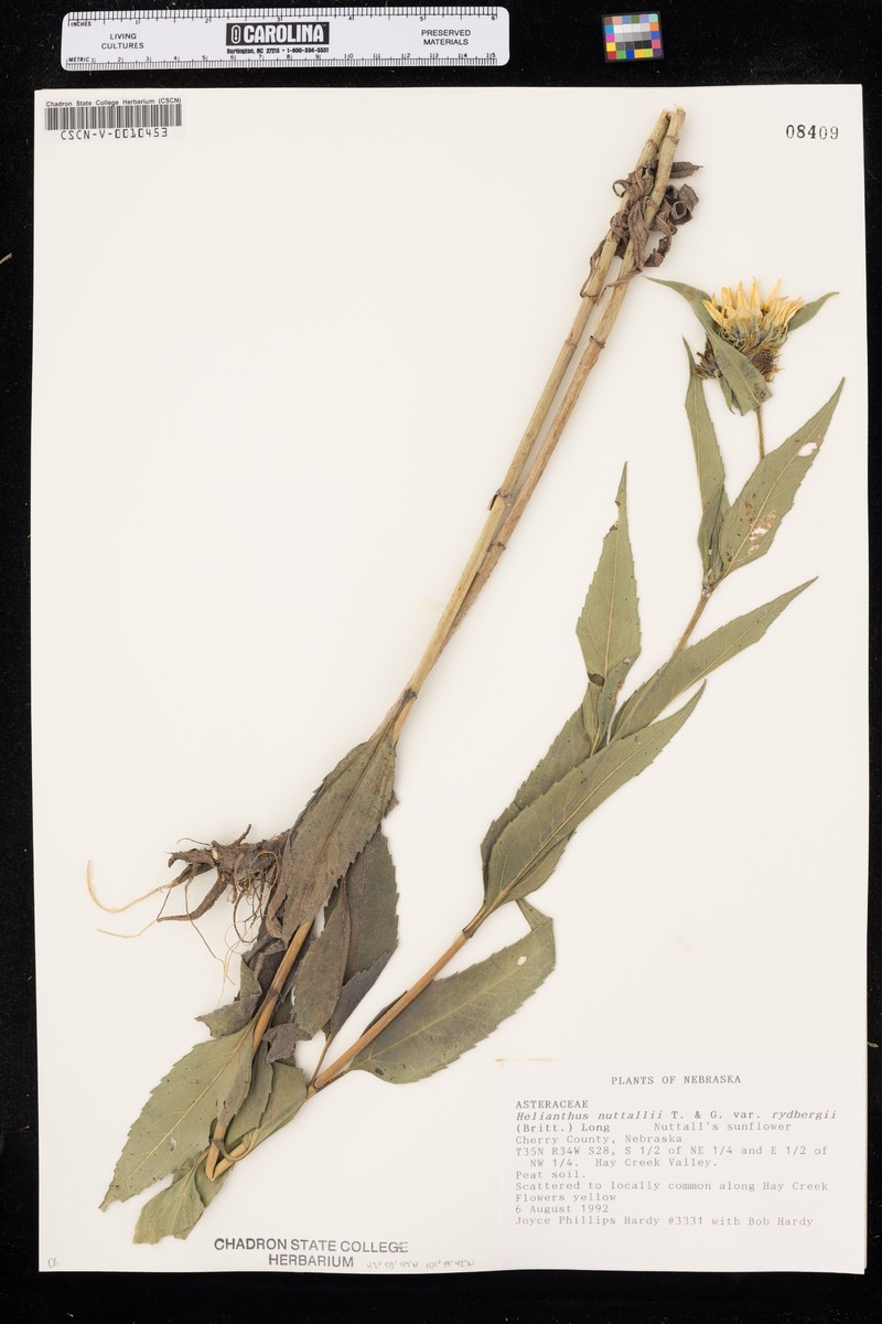 Helianthus nuttallii subsp. rydbergii photo 8