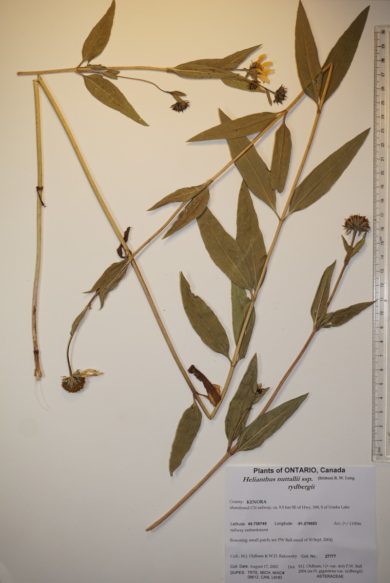 Helianthus nuttallii subsp. rydbergii