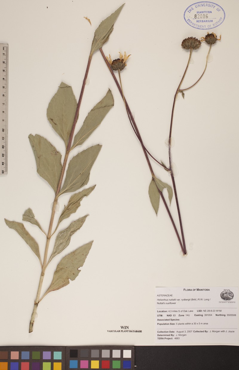 Helianthus nuttallii subsp. rydbergii photo 2