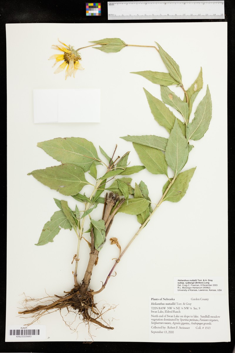 Helianthus nuttallii subsp. rydbergii photo 3