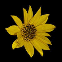 Fewleaf Sunflower