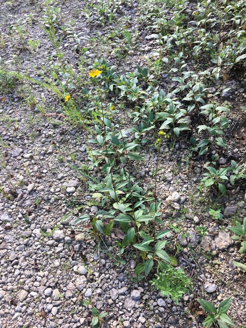 Fewleaf Sunflower photo 4