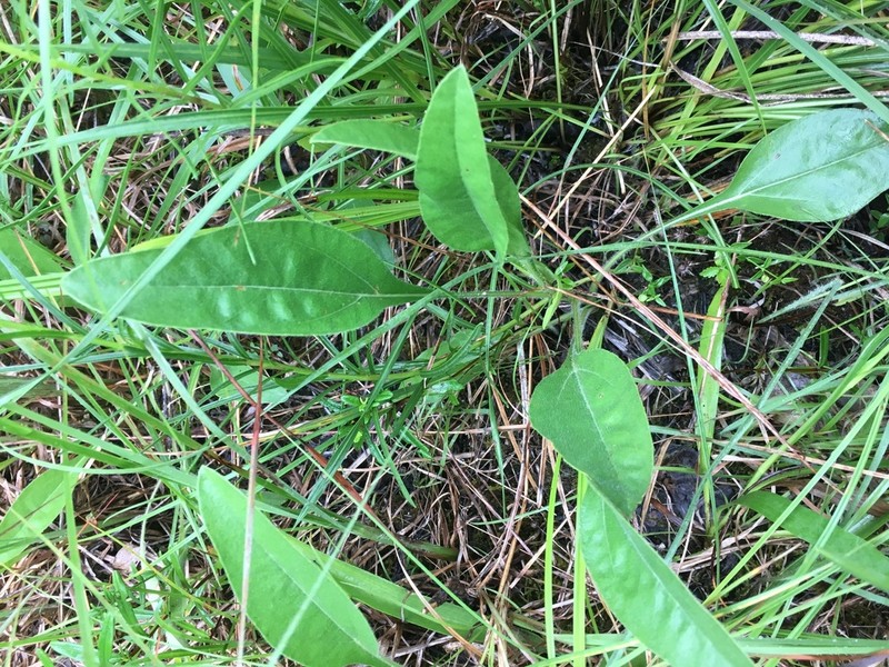 Fewleaf Sunflower photo 5