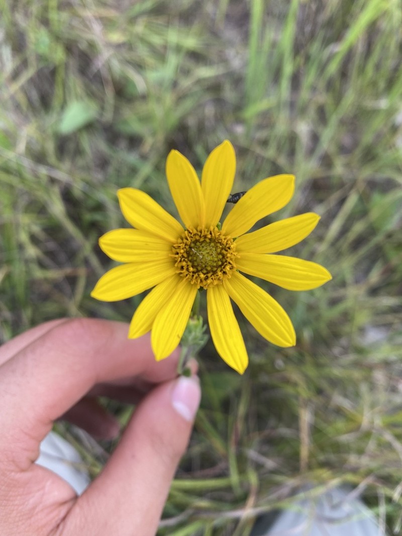 Fewleaf Sunflower photo 6