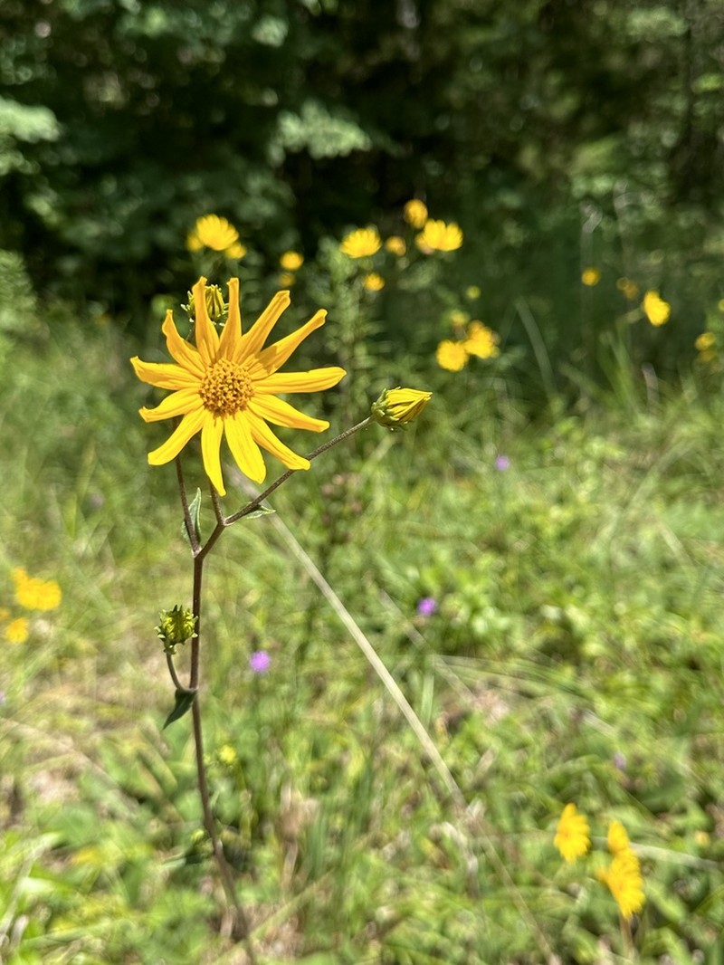 Fewleaf Sunflower photo 7