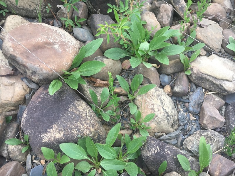 Fewleaf Sunflower photo 8