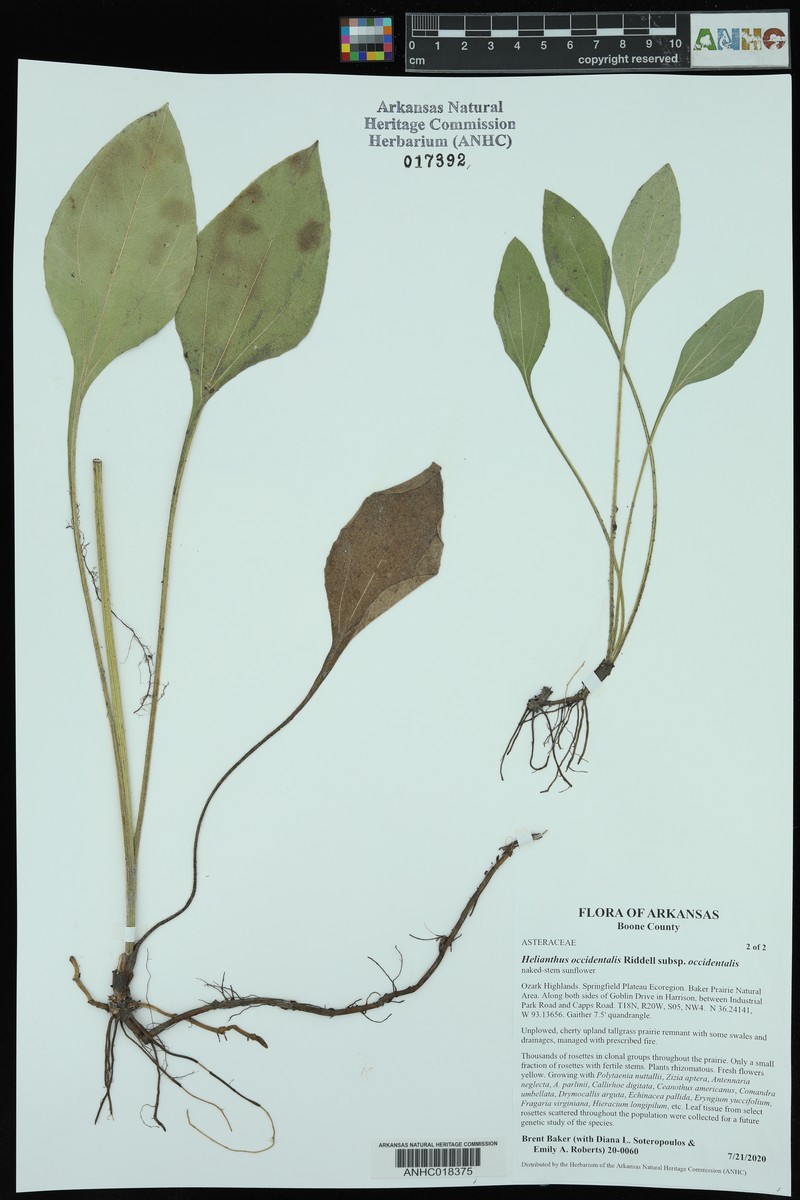 Helianthus occidentalis subsp. occidentalis