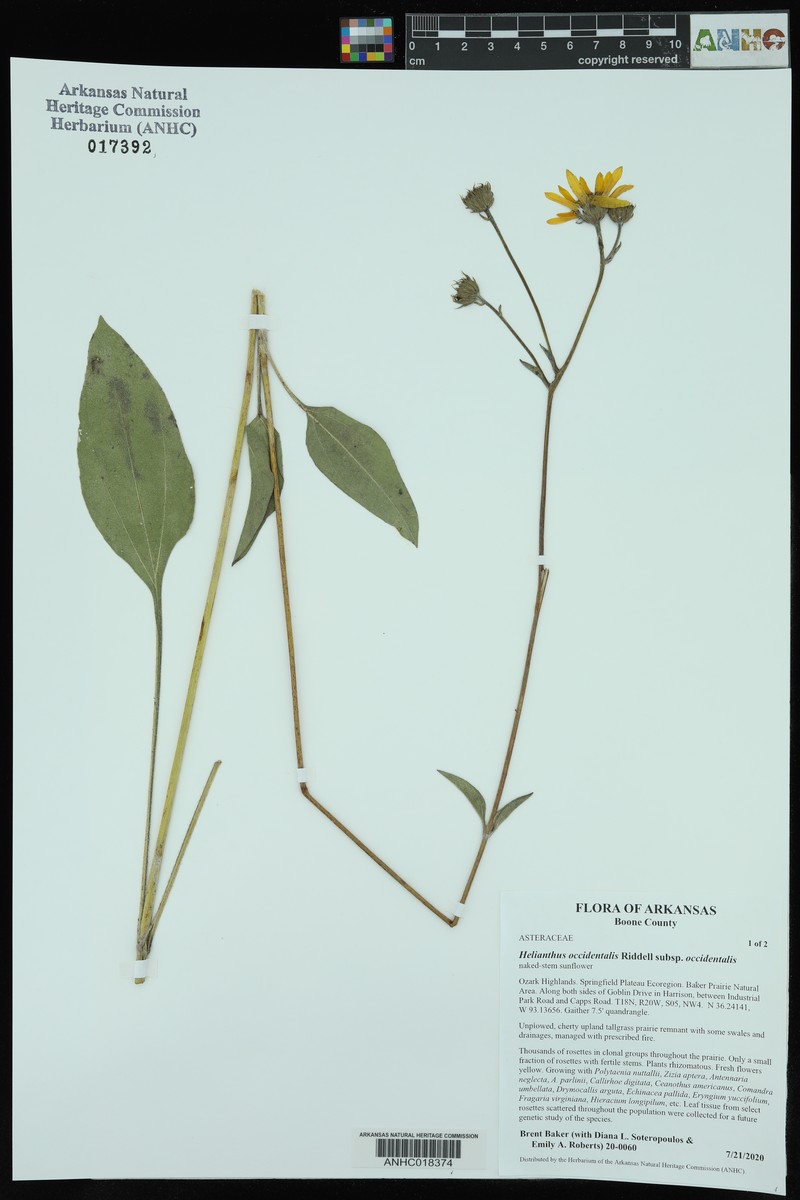 Helianthus occidentalis subsp. occidentalis photo 2