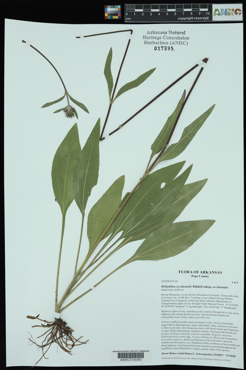 Helianthus occidentalis subsp. occidentalis photo 3