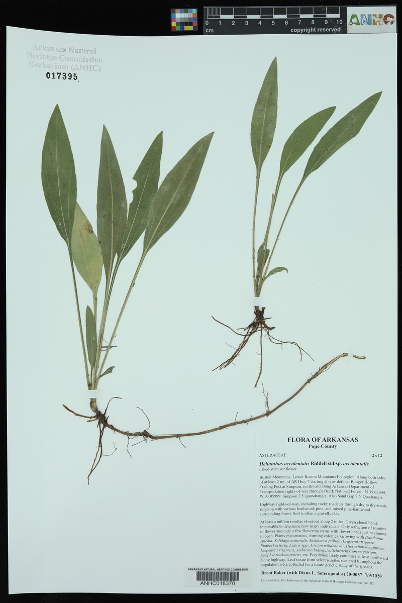 Helianthus occidentalis subsp. occidentalis photo 4