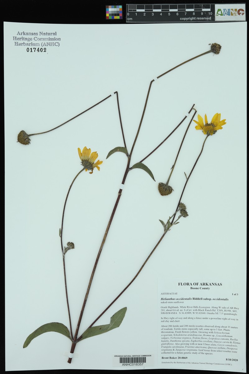 Helianthus occidentalis subsp. occidentalis photo 5