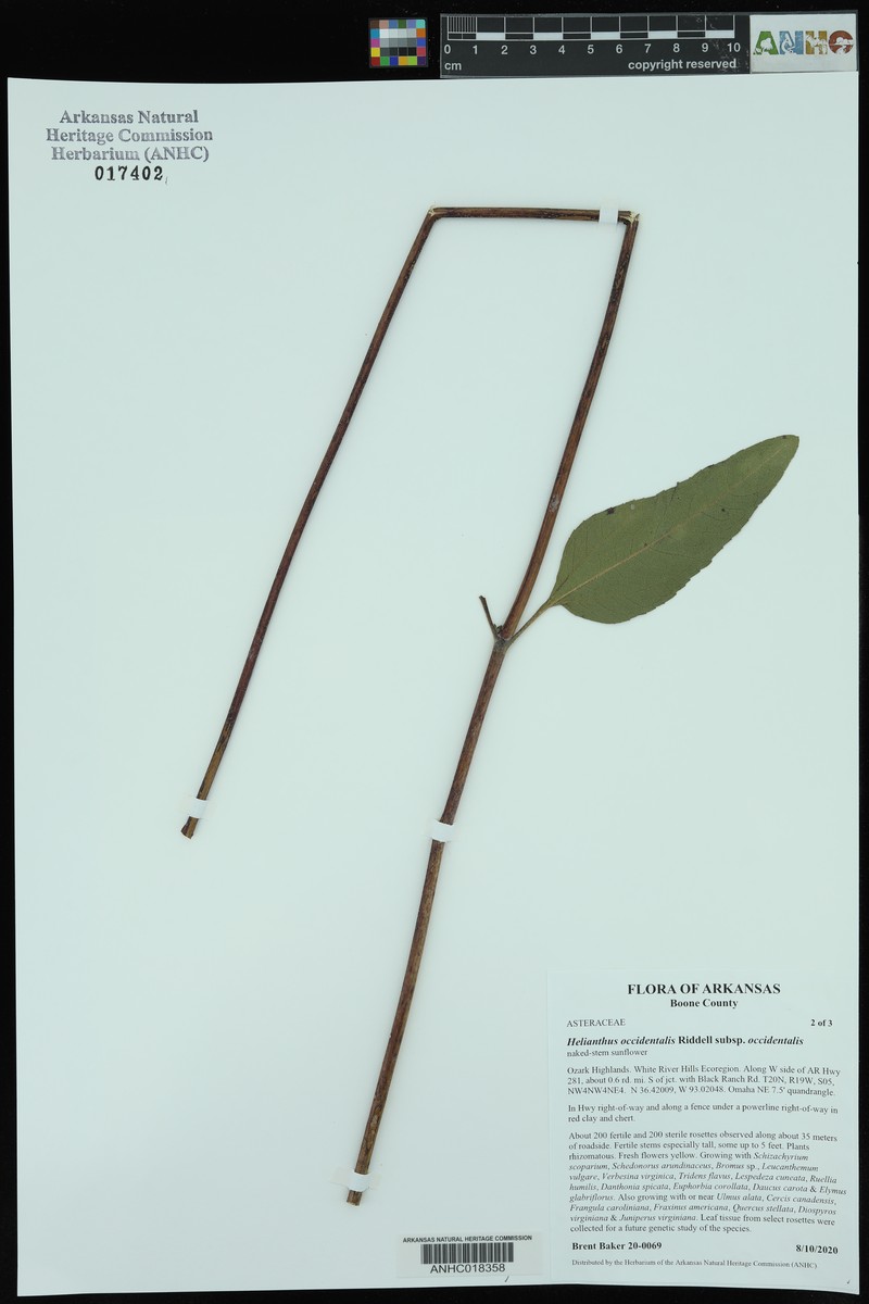 Helianthus occidentalis subsp. occidentalis photo 6