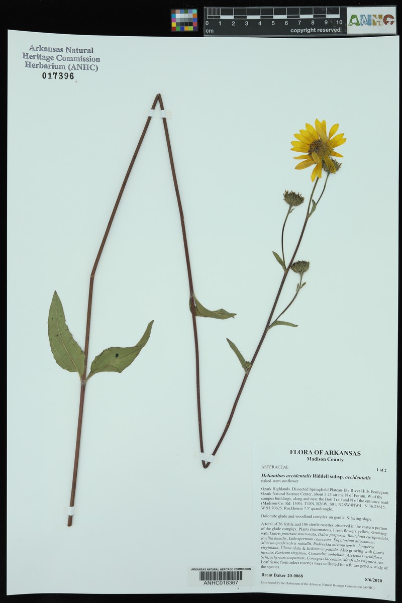Helianthus occidentalis subsp. occidentalis photo 7