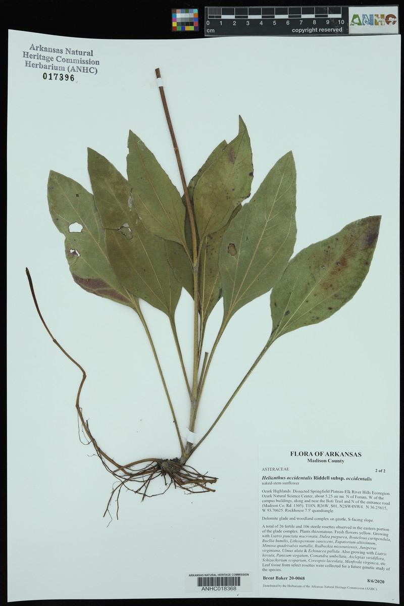 Helianthus occidentalis subsp. occidentalis photo 8