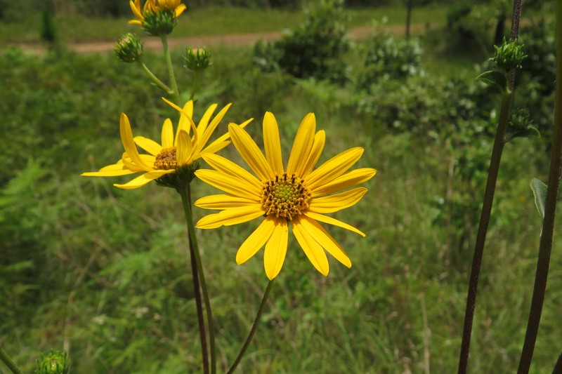 Helianthus occidentalis subsp. plantagineus