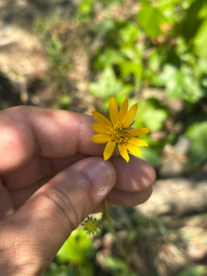 Helianthus occidentalis subsp. plantagineus photo 2