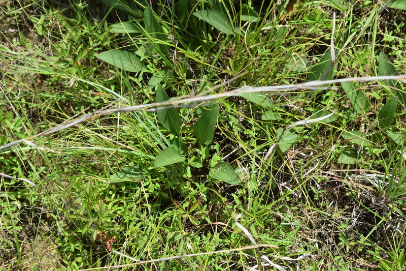 Helianthus occidentalis subsp. plantagineus photo 3