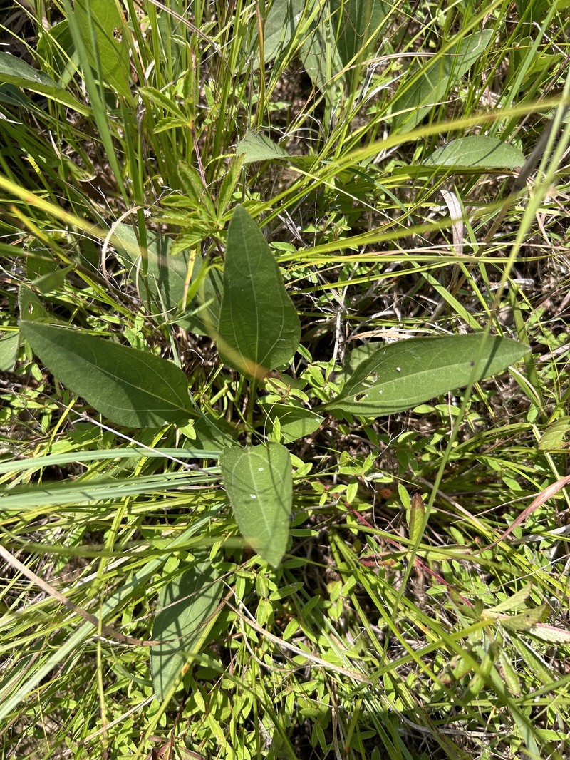 Helianthus occidentalis subsp. plantagineus photo 4