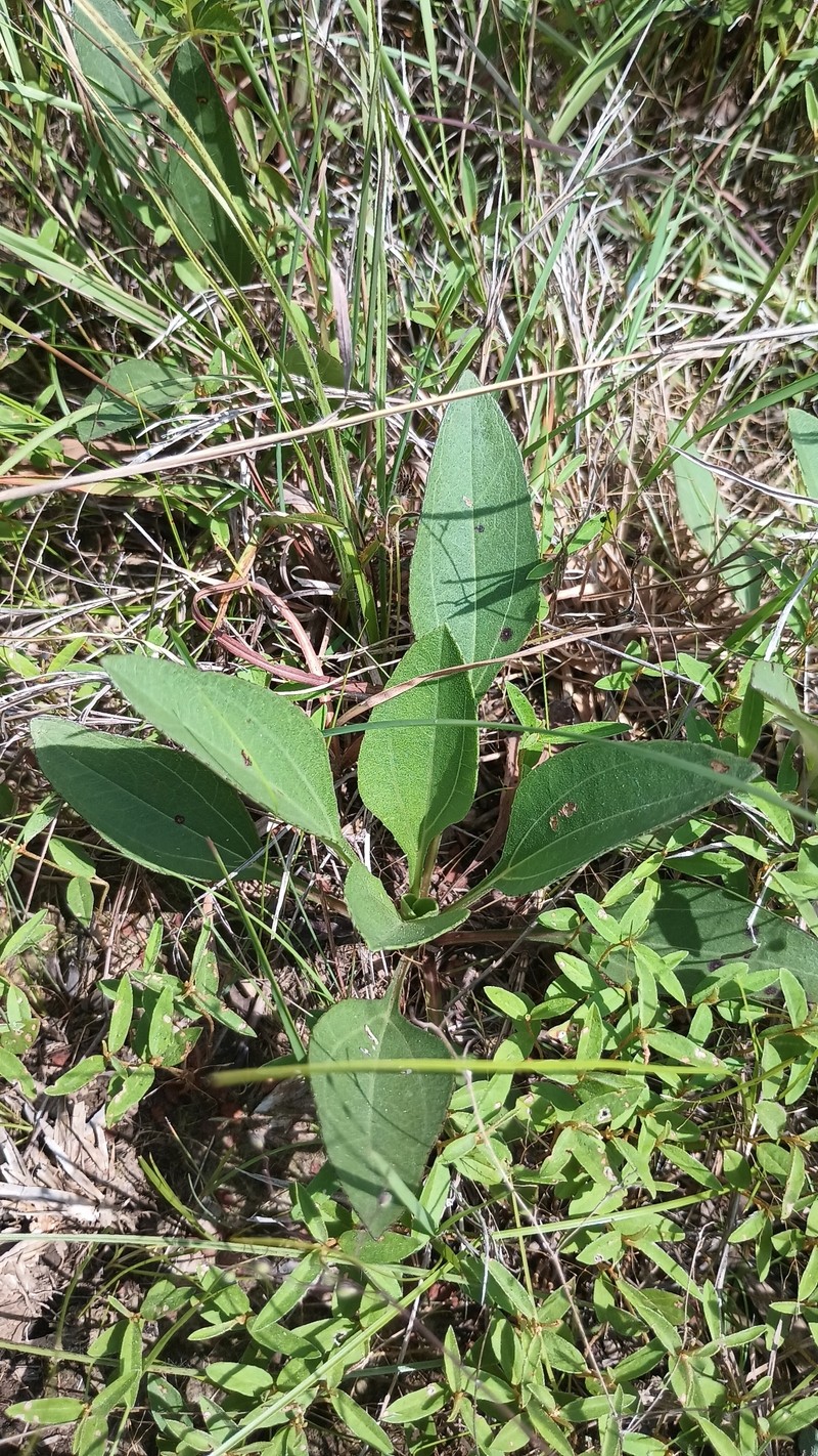 Helianthus occidentalis subsp. plantagineus photo 5