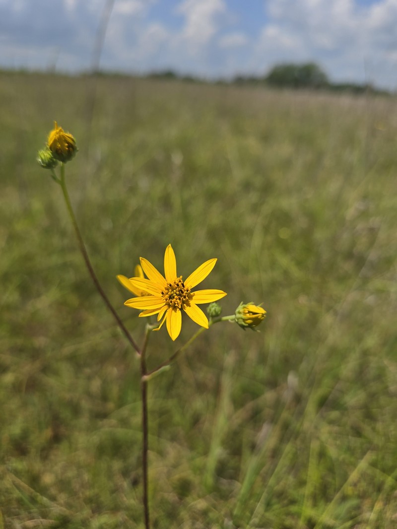 Helianthus occidentalis subsp. plantagineus photo 6