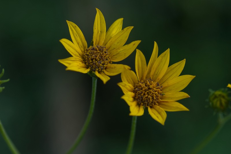 Helianthus occidentalis subsp. plantagineus photo 7