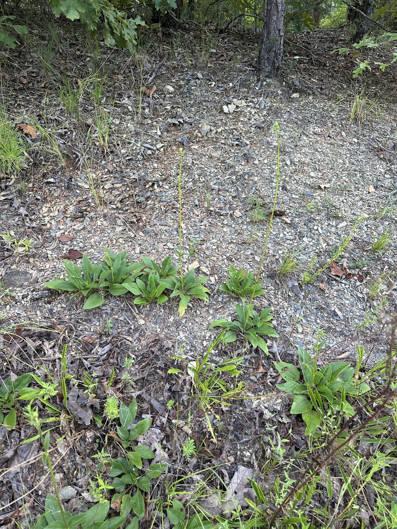 Helianthus occidentalis subsp. plantagineus photo 8