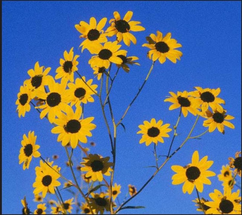 Paradox Sunflower