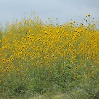 Paradox Sunflower