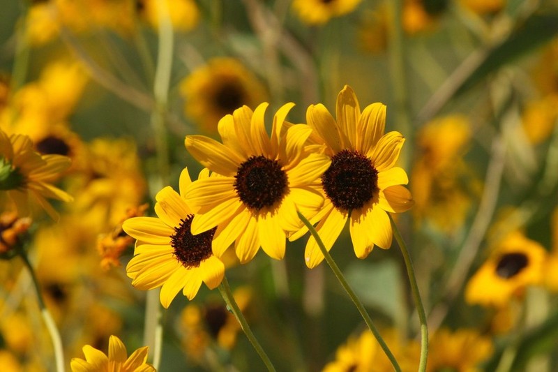 Paradox Sunflower photo 2