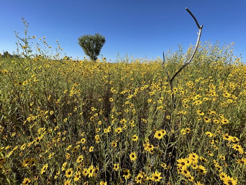 Paradox Sunflower photo 3
