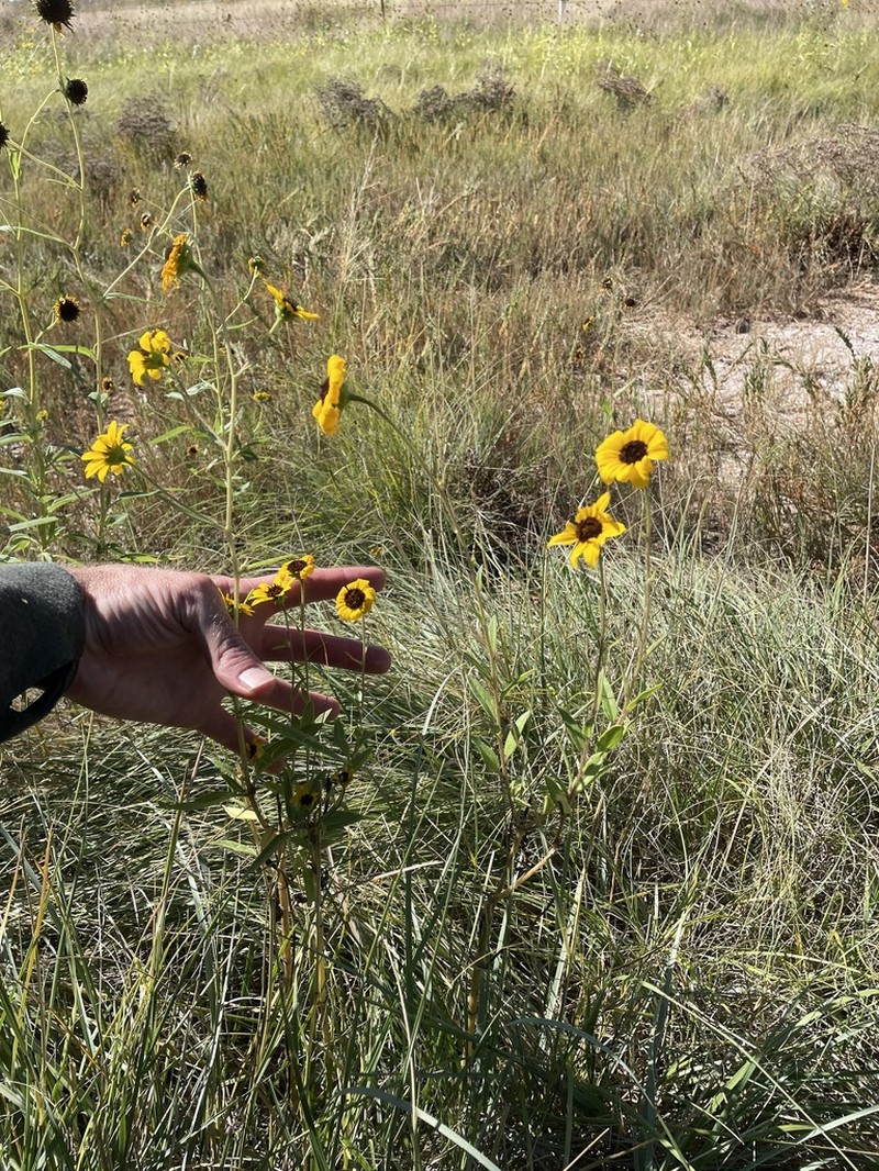 Paradox Sunflower photo 4