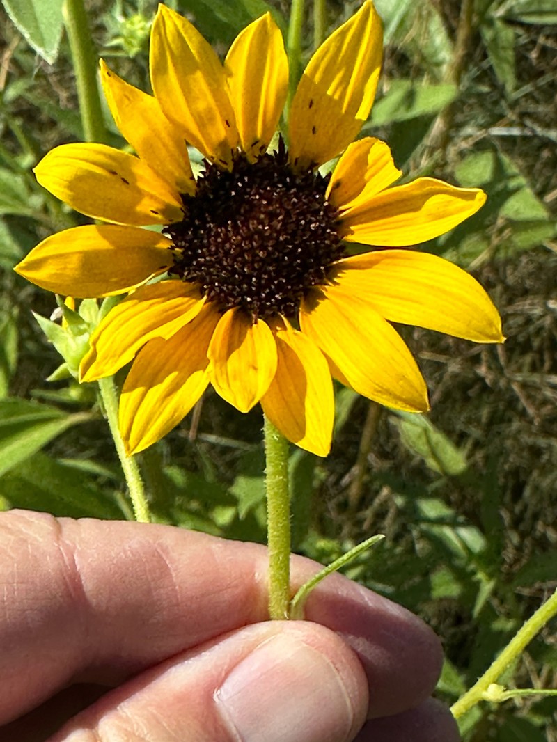 Paradox Sunflower photo 6
