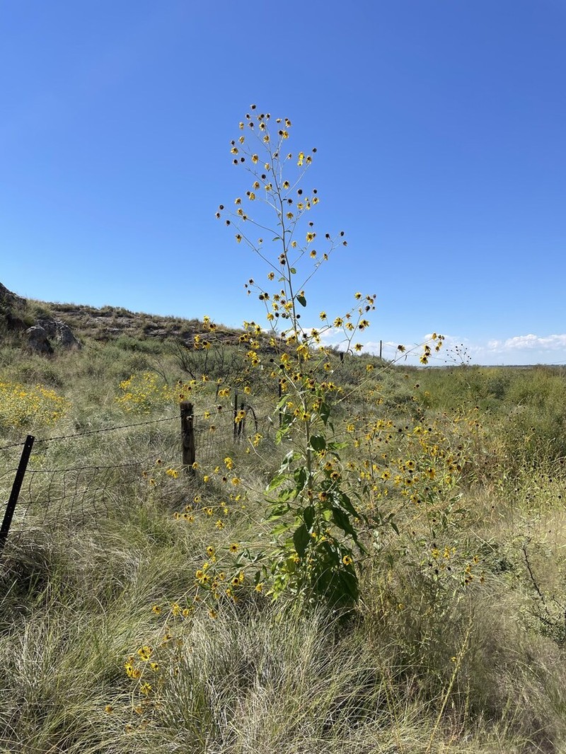 Paradox Sunflower photo 7