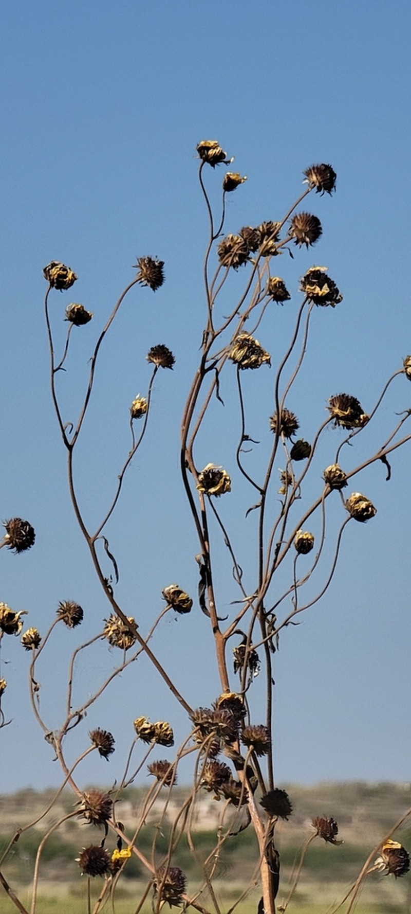 Paradox Sunflower photo 8