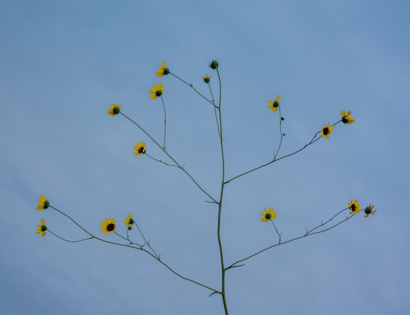 Helianthus paradoxus subsp. cuatrocienegensis