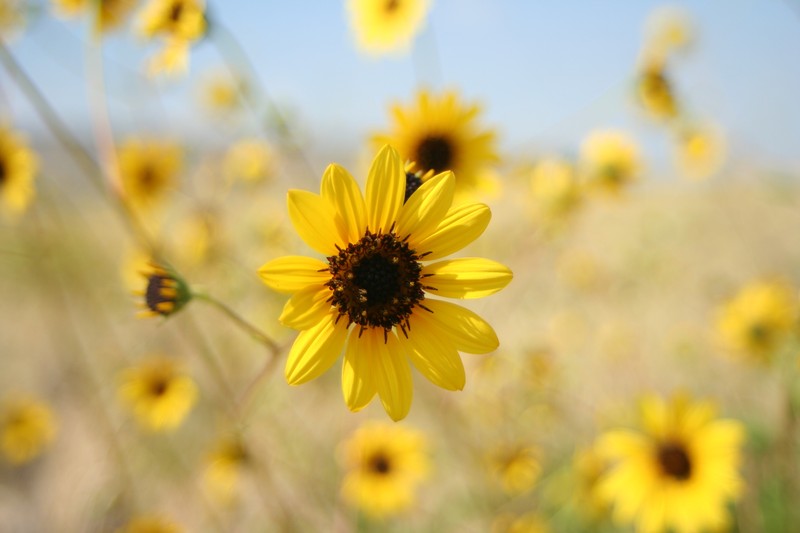 Helianthus paradoxus subsp. cuatrocienegensis photo 2