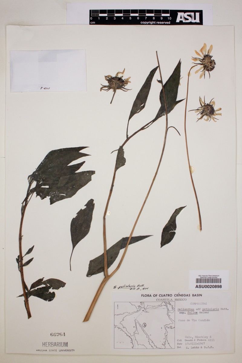 Helianthus paradoxus subsp. cuatrocienegensis photo 3