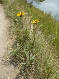 Stiff Sunflower