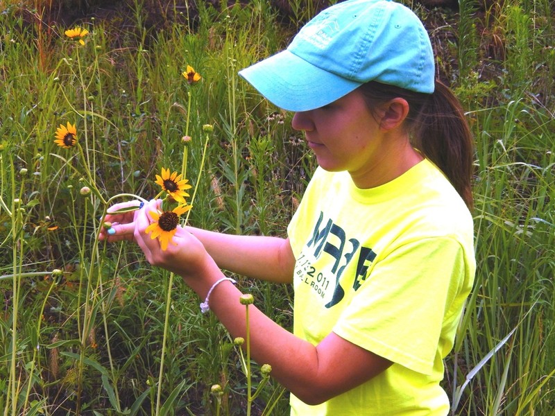 Stiff Sunflower photo 2